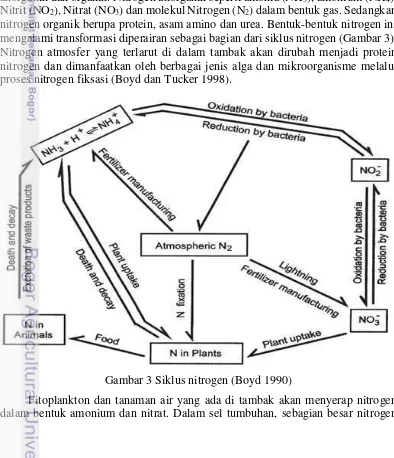 Gambar 3 Siklus nitrogen (Boyd 1990) 