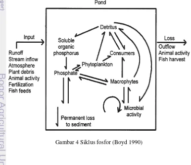 Gambar 4 Siklus fosfor (Boyd 1990) 