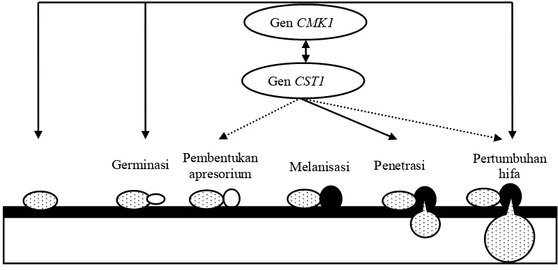 Gambar 1 Peranan MAP kinase CMK1 dan cAMP-protein kinase CST1 dalamproses infeksi tanaman inang oleh cendawan patogen (Kubo et al.2005)