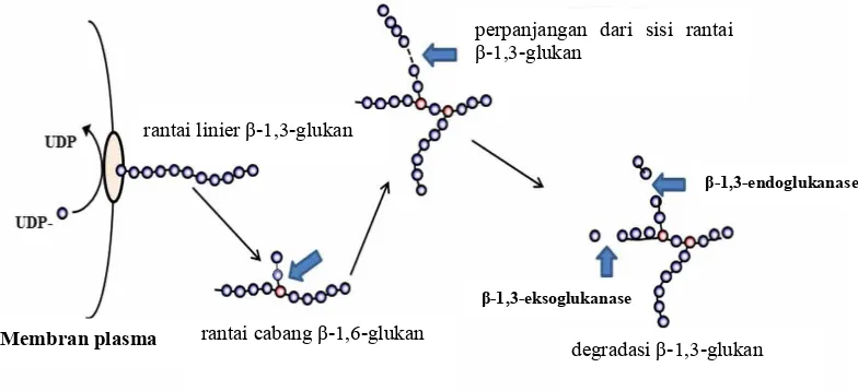 Gambar 4 Tahapan yang terjadi pada dinding sel cendawan: pembentukan,perpanjangan, dan pendegradasian rantai glukan (Mouyna et al
