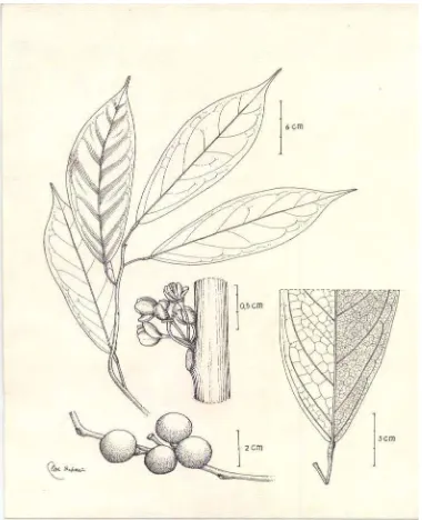 Gambar 1   Sketsa morfologi Pycnarrhena cauliflora   