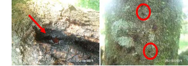 Gambar 8  Serangan penggerek batang pada tanaman durian 