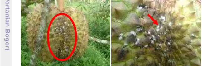 Gambar 10  Serangan kutu putih (Hemiptera: Pseudooccidae) pada buah durian 