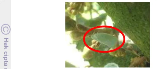 Gambar 12  Hama Flatidae (Insecta: Hemiptera) pada tanaman durian 