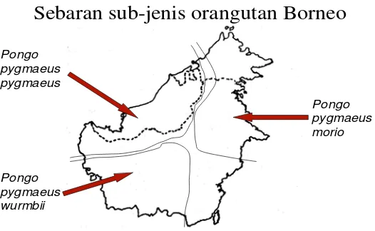 Gambar 3.  Tiga sub-jenis orangutan Borneo berikut penyebarannya 