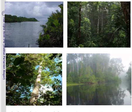 Gambar 6.  Tipe ekosistem yang ada di Taman Nasional Tanjung Puting  