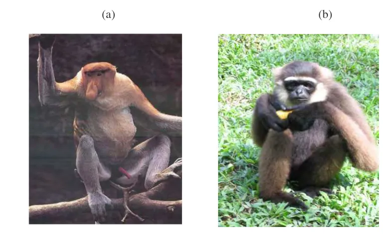 Gambar 7.   Satwa jenis primata Bekantan (a) dan Owa-owa (b) termasuk jenis satwa 