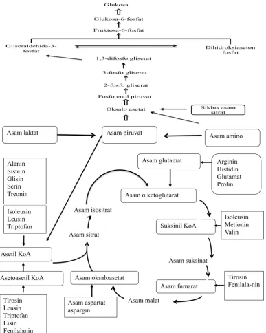 Gambar 3. Skema metabolisme rantai karbon asam amino yang dikaitkan dengan siklus asam sitrat (Poedjiadi, 1994) 