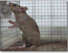 Gambar 1  Tikus rumah (R. rattus diardii) 