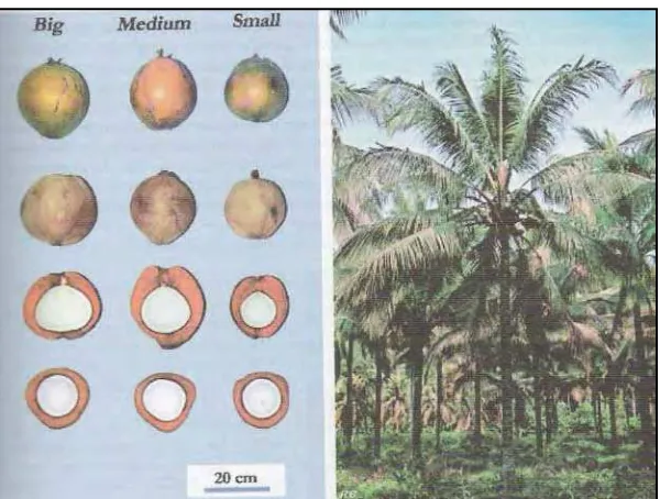 Gambar 1. Buah dan pohon kelapa dalam Tenga (Batugal et al., 2005) 