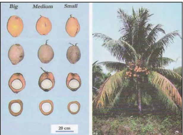 Gambar 2. Buah dan pohon kelapa Malayan Red Dwarf (Batugal et al., 2005) 