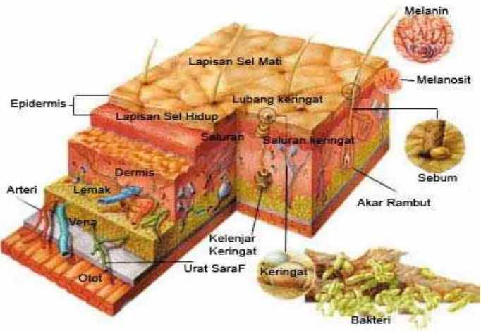 Gambar 1.Struktur skematis kulit (Sumber: Yahya. 2008). 