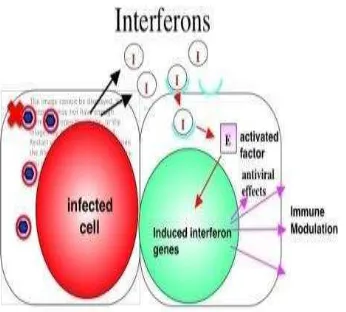 Gambar di atas merupakan gambar interferon. Interferon merupakan senyawa kimia yang dihasilkan untuk merespon adanya serangan virus yang masuk ke dalam tubuh