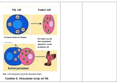 Gambar d. Mekanisme kerja sel NK 