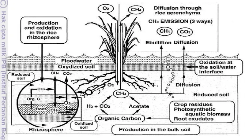 Gambar 1 Skema produksi, oksidasi dan emisi metan  di lahan sawah (Mer dan 
