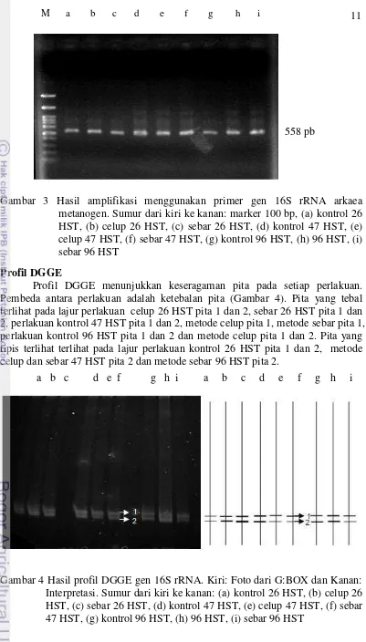 Gambar 4 Hasil profil DGGE gen 16S rRNA. Kiri: Foto dari G:BOX dan Kanan:  Interpretasi