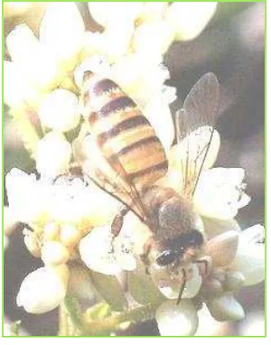Gambar 1.  Lebah madu (A. cerana Fabr.)         (Sumber : Wikipedia, 2012) 