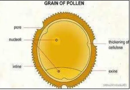 Gambar 2. Anatomi pollen (Sumber: Rizki, 2012) 