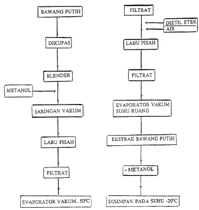 Gambar 3. Diagram prosedur penyiapan ekstrak bawang putih 