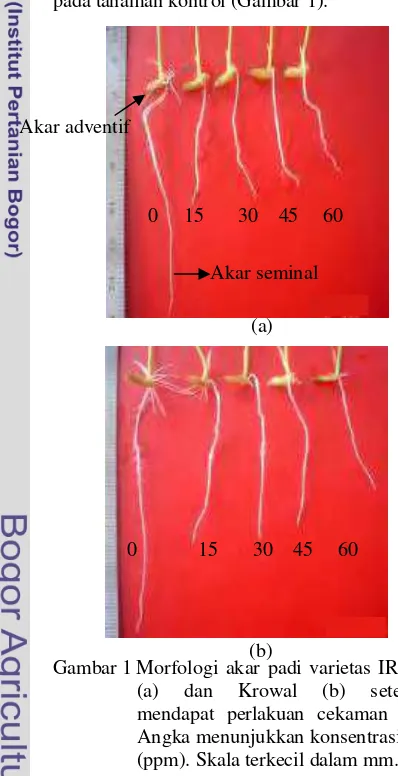 Tabel 2 Pertambahan panjang akar padi varietas IR 64 dan Krowal untuk perlakuan periode cekaman Al  
