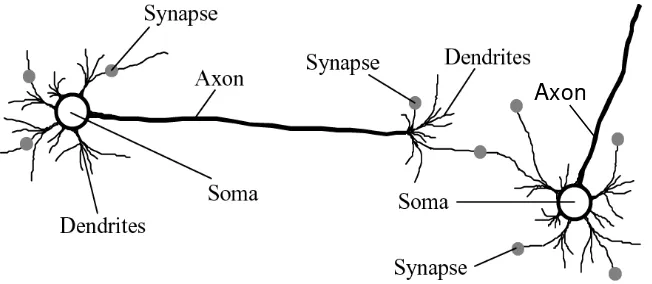 Figure 2.1 The structure of a biological neuron. 