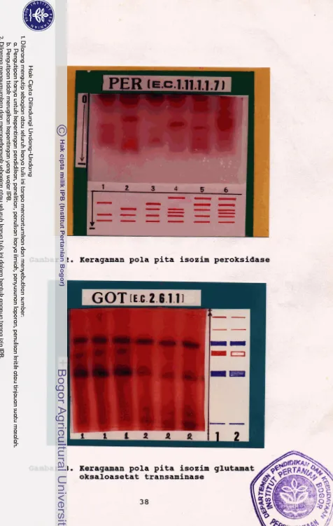 Gambar 2. Xeragsman pola pita isozim peroksidase 