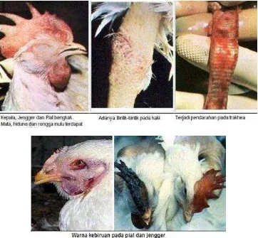 Gambar 3  Ayam yang terkena avian influenza (Capua et al. 2004) 