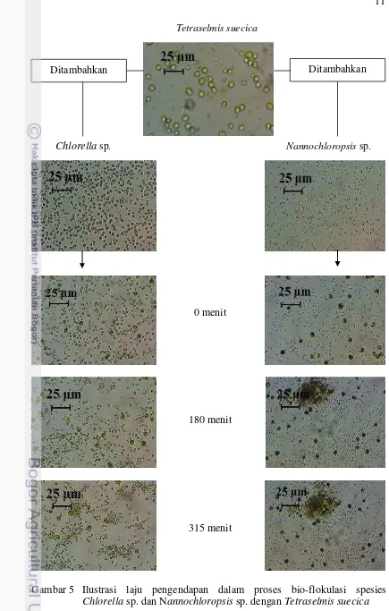 Gambar 5 Ilustrasi laju pengendapan dalam proses bio-flokulasi spesies 