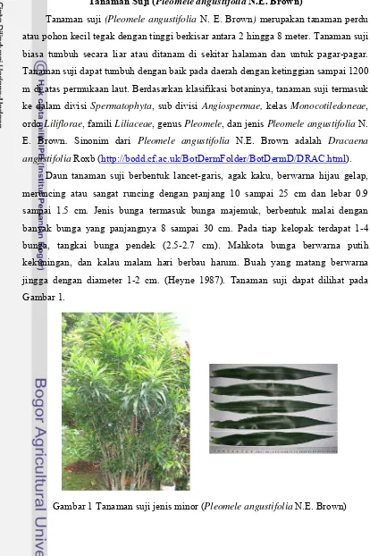 Gambar 1 Tanaman suji jenis minor (Pleomele angustifolia N.E. Brown) 