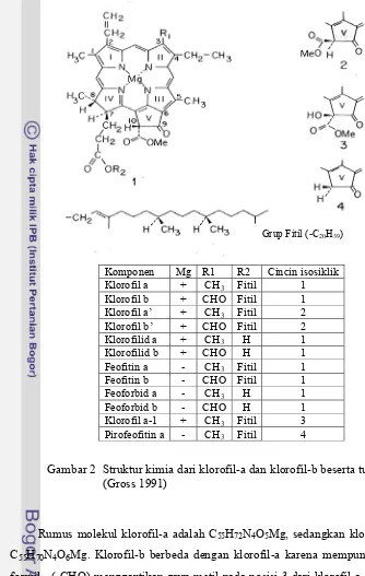 Gambar 2  Struktur kimia dari klorofil-a dan klorofil-b beserta turunannya  