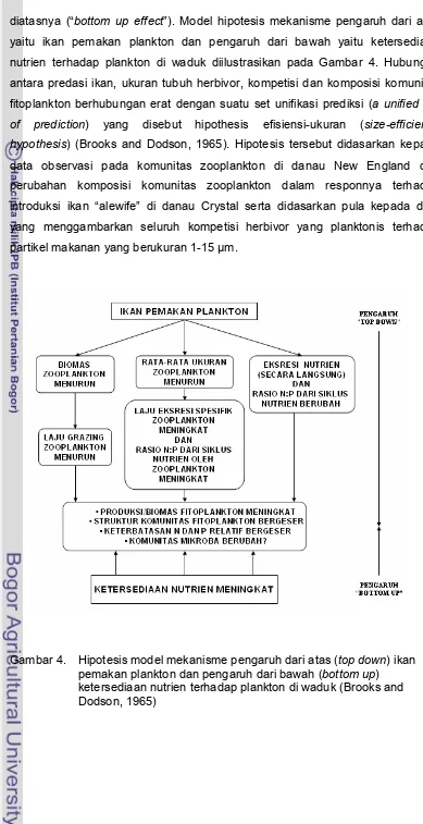 Gambar 4. Hipotesis model mekanisme pengaruh dari atas (top down) ikan 