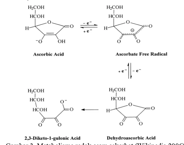 Gambar 3  Metabolisme redok asam askorbat (Wikipedia 2006).   