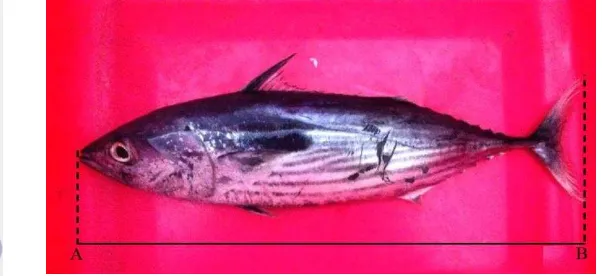 Gambar 3 Penentuan panjang total (A-B) ikan cakalang (Katsuwonus pelamis) 