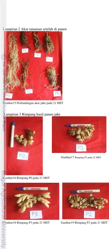 Gambar19 Rimpang P2 pada 21 MST