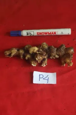 Gambar21 Rimpang P4 pada 21 MST 