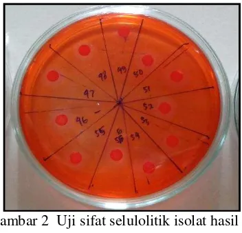 Gambar 1  Uji sifat kitinolitik isolat bakteri                    Gambar 2  Uji sifat selulolitik isolat hasil  