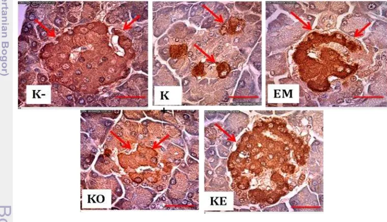 Gambar 5 Fotomikrograf sel β jaringan pankreas tikus perlakuan yang diwarnai secara imunohistokimia