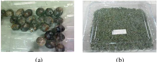 Gambar 1 Kondisi penyimpanan tanpa zeolit (a) dan dengan zeolit (b) 