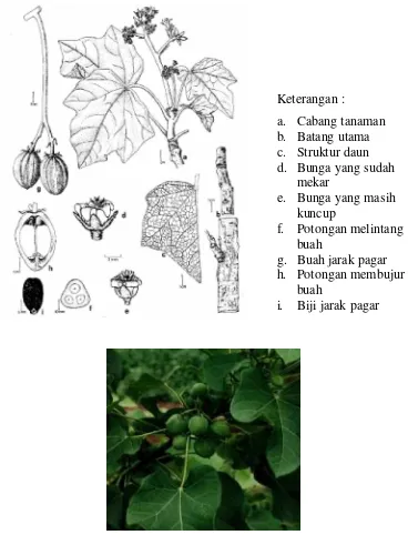 Gambar 1. Bagian-bagian tanaman jarak pagar (Jatropha curcas L) (Heller, 1996)