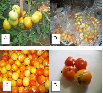Gambar 9. Buah tomat siap panen (A), Buah tomat yang telah di panen (B), Buahtomat yang layak jual (C), Buah tomat yang tidak layak jual (D).