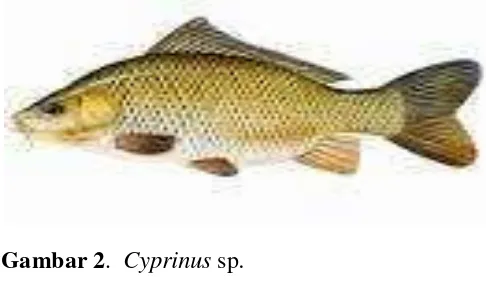Gambar 2.  Cyprinus sp. 