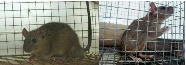 Gambar 1  Tikus pohon (kiri) dan tikus rumah (kanan) 