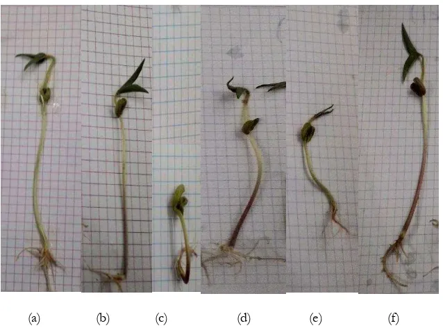Gambar 4  Pertumbuhan kecambah biji kacang hijau setelah ditanam selama 7 hari. Keterangan : (a) E1K1, (b) E1K2, (c) E1K3, (d) E2K1, (e) E2K2, (f)E2K3