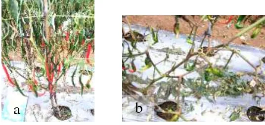 Gambar 5  Fluktuasi populasi kutudaun pada tanaman cabai 
