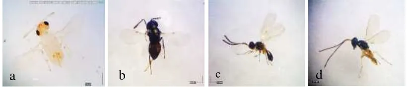 Gambar 8  Serangga parasitoid yang banyak ditemukan selama penelitian,          (a) Scelionidae, (b) Braconidae, (c) Ichneumonidae 