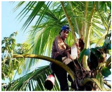 Gambar 1. Pohon kelapa  Sumber: Pradina (2010) 