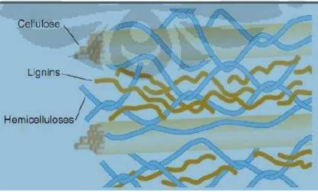 Gambar 4. Struktur biomasa lignoselulosa yang terdiri dari selulosa, lignin 