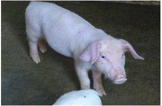 Gambar 1  Anak babi (dokumen pribadi) 