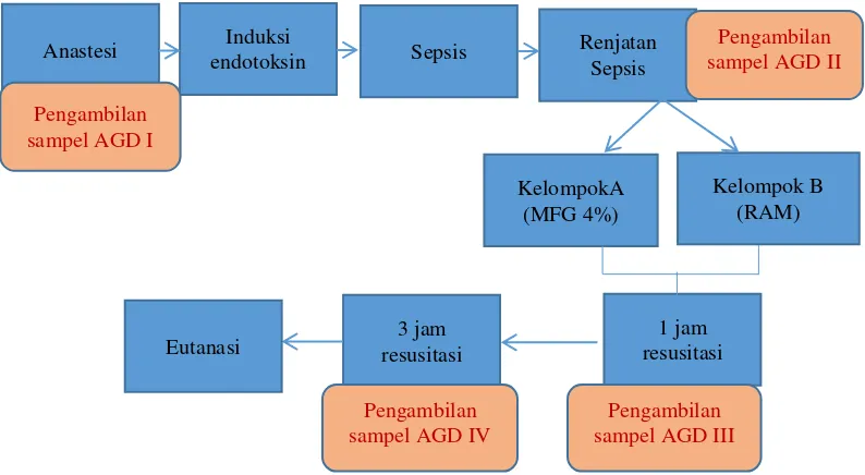 Gambar 3  Alur penelitian dan pengambilan sampel gas darah 