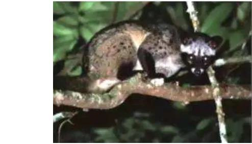 Gambar 1 Musang luak ( Paradoxurus hermaphroditus) pada dahan pohon (modifikasi Khao 2003)